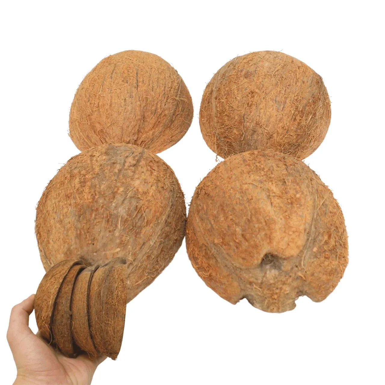 3275 Pk4 Half Shell Coconuts with Fiber