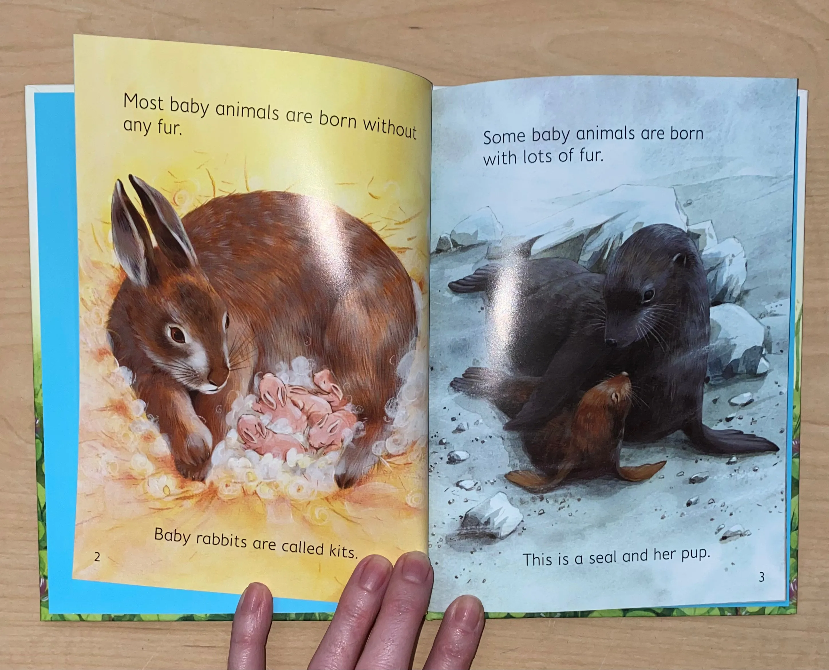 Baby Animals Book