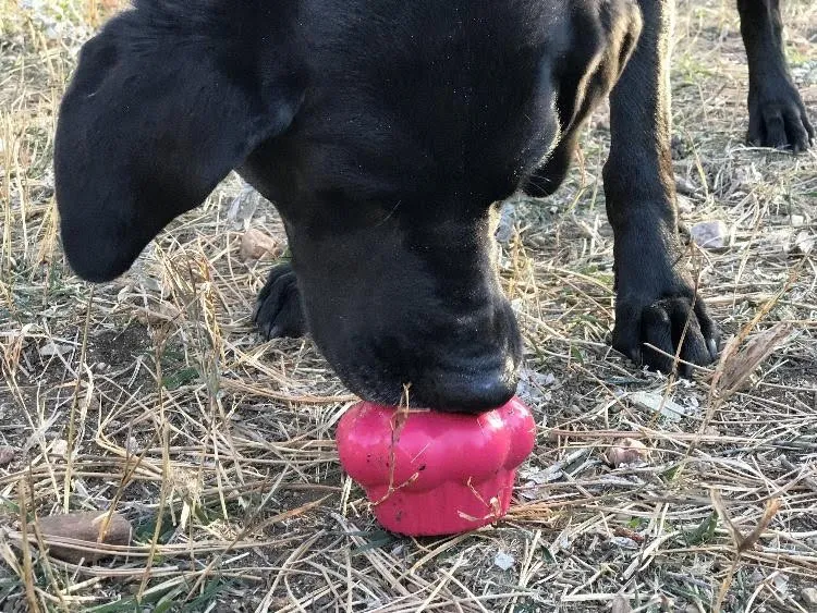 Cup Cake Durable Rubber Chew Toy & Treat Dispenser