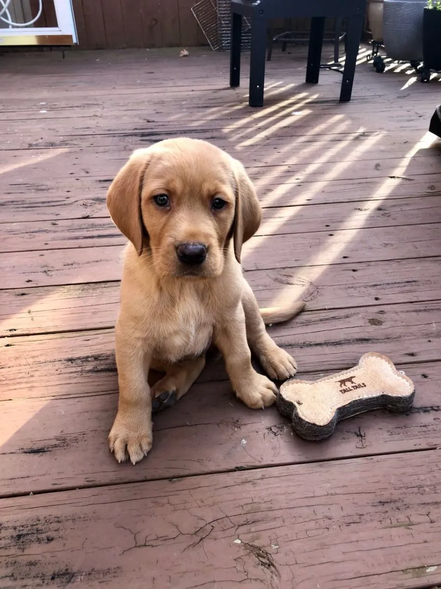 Leather Bone Fetch Dog Toy