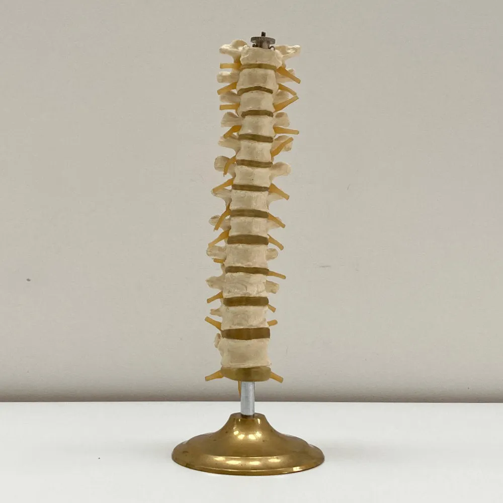 Plastic Anatomical Model of the Thoracic Vertebrae of the Human Spine