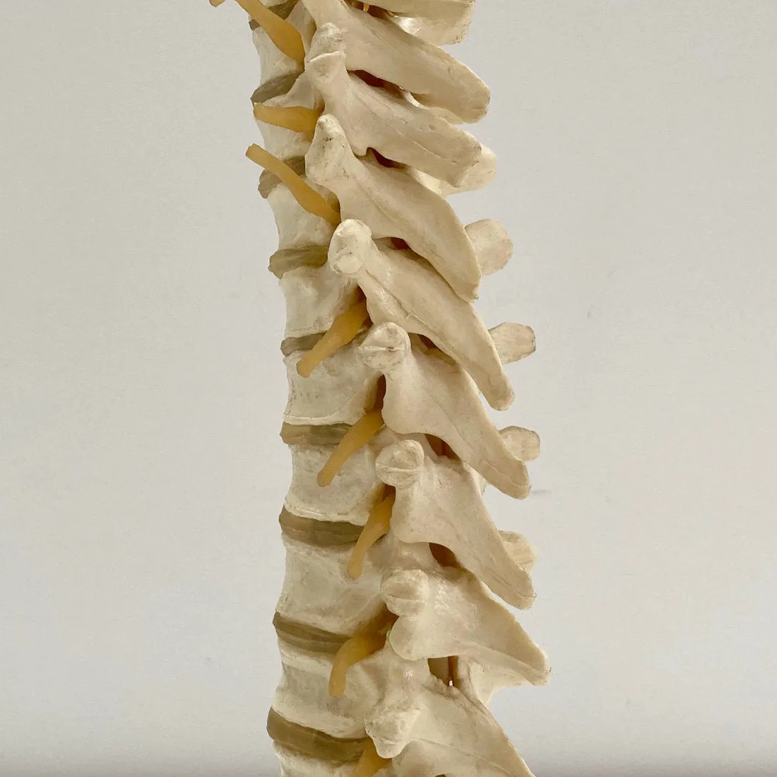 Plastic Anatomical Model of the Thoracic Vertebrae of the Human Spine