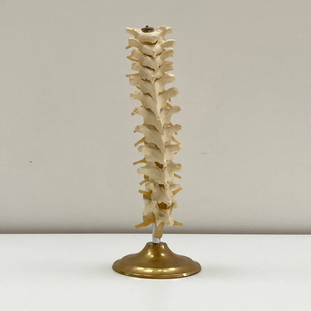 Plastic Anatomical Model of the Thoracic Vertebrae of the Human Spine