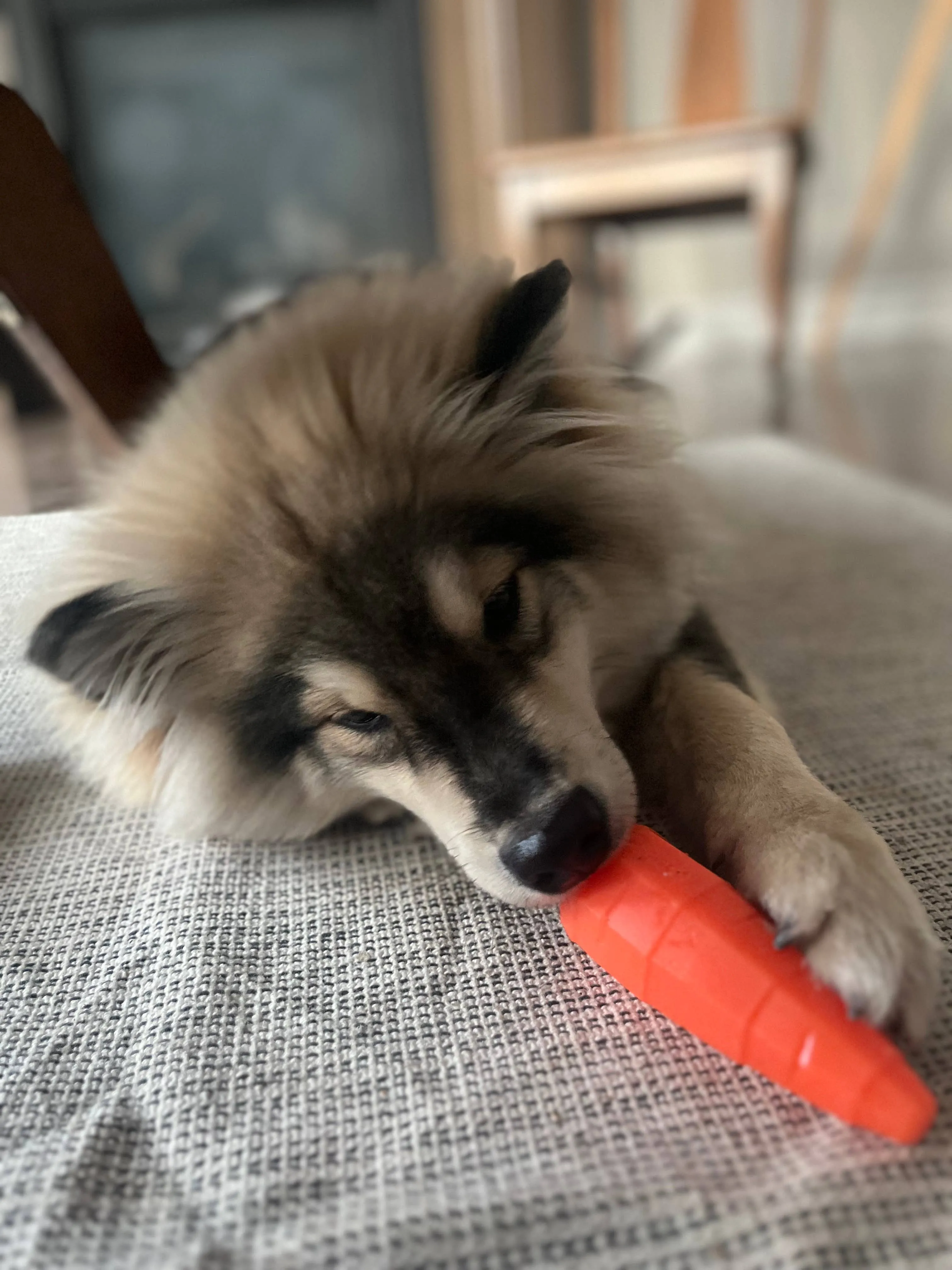 Spunky Pup - Treat Dispensing Fruits and Veggies - Carrot