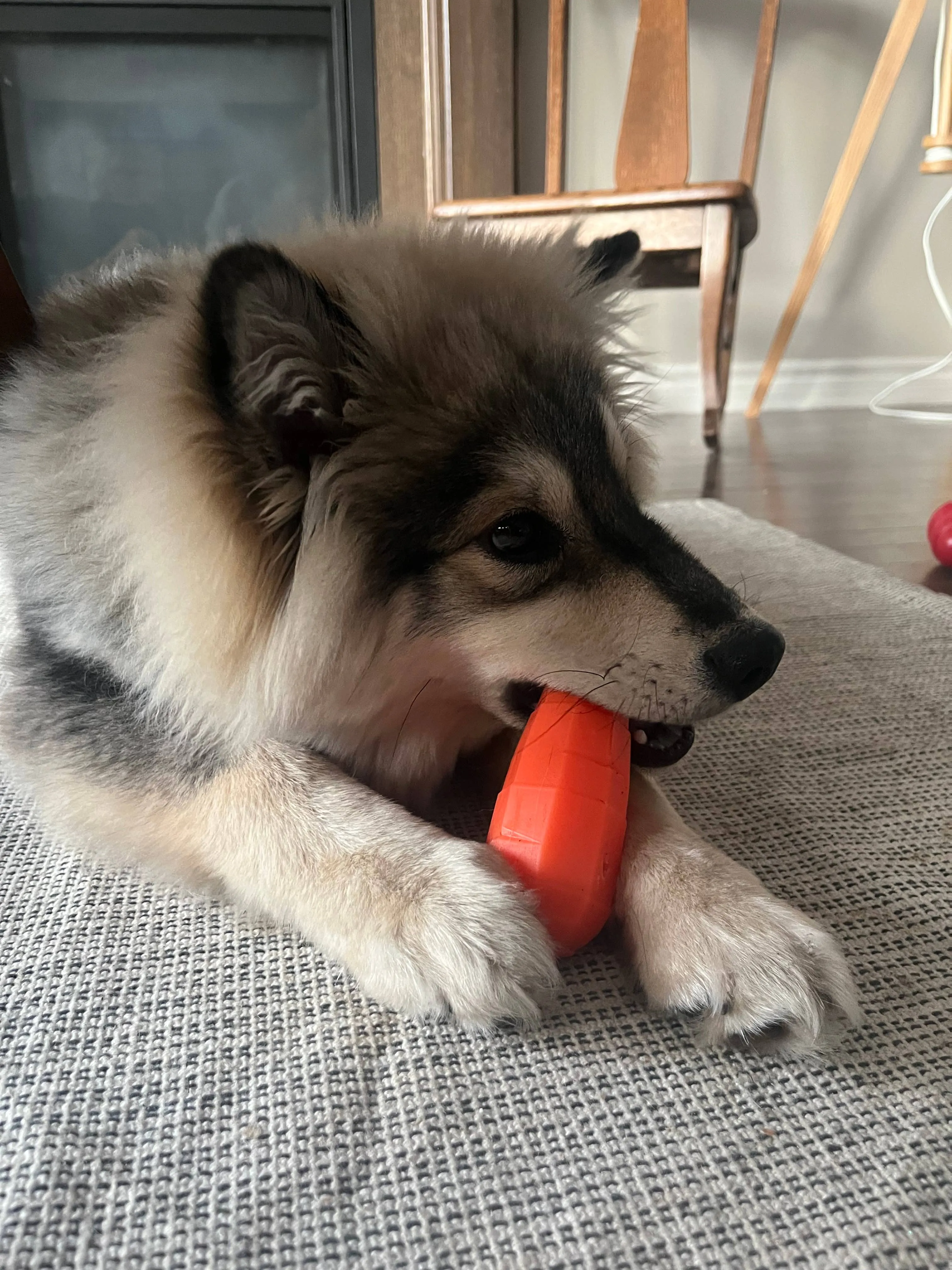 Spunky Pup - Treat Dispensing Fruits and Veggies - Carrot