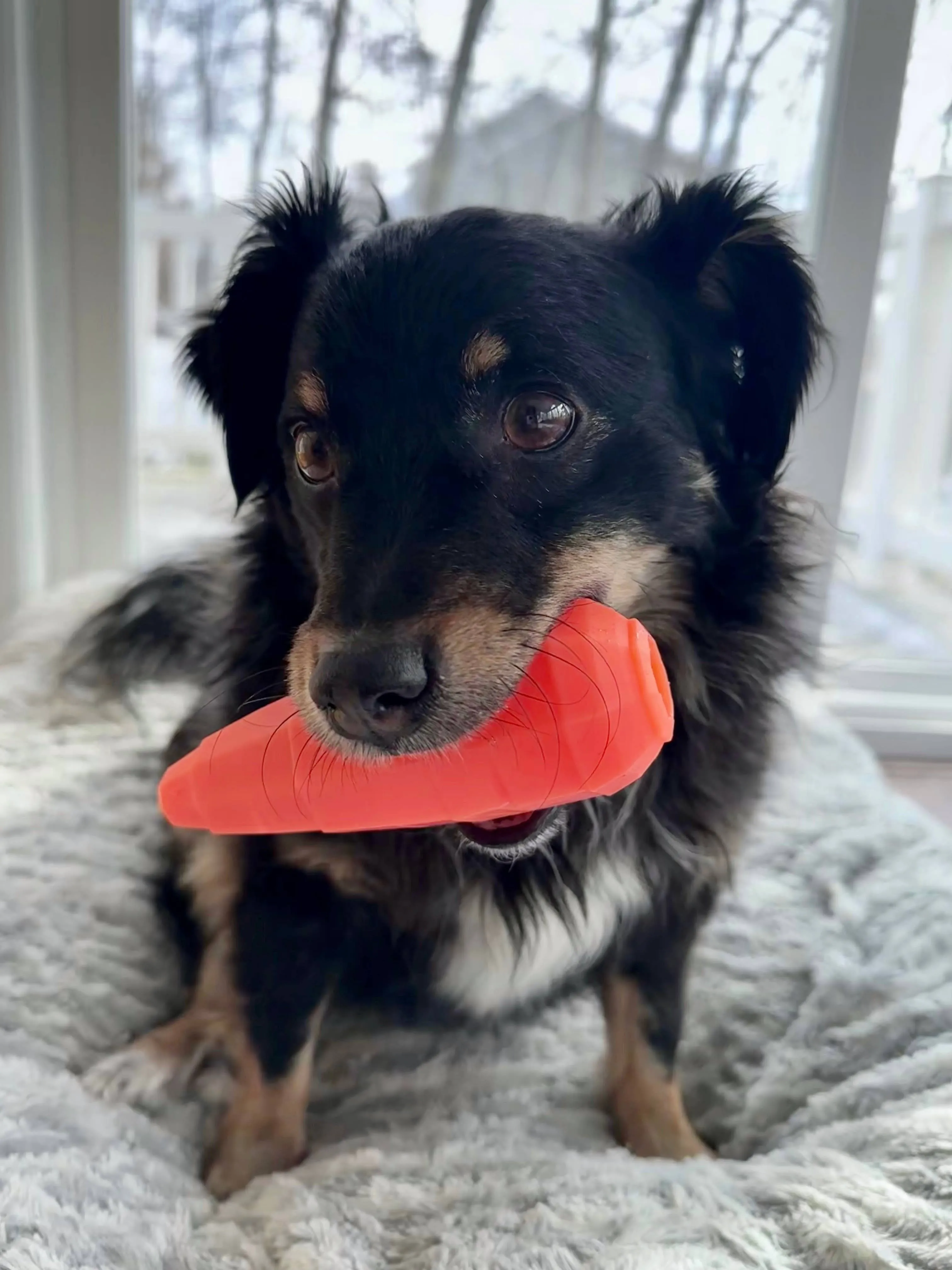 Spunky Pup - Treat Dispensing Fruits and Veggies - Carrot