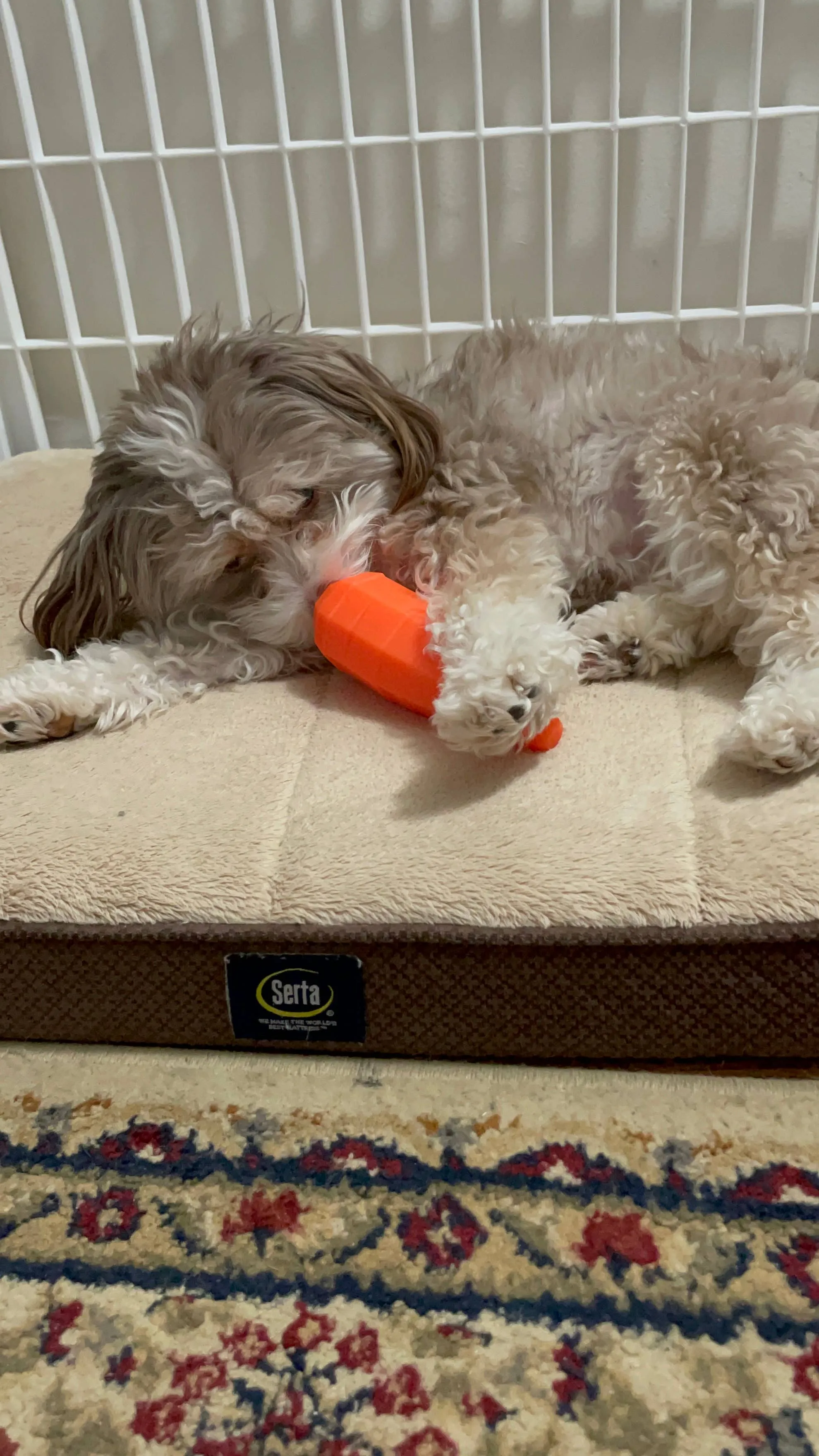 Spunky Pup - Treat Dispensing Fruits and Veggies - Carrot