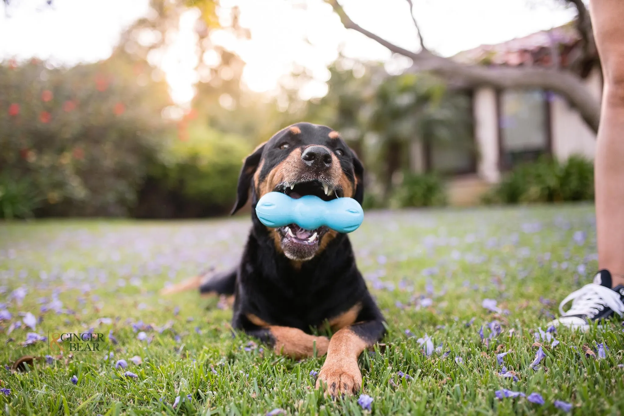 Toss and Fetch Dog toy, Zogoflex Rumpus