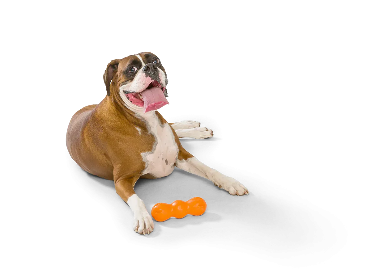 Toss and Fetch Dog toy, Zogoflex Rumpus